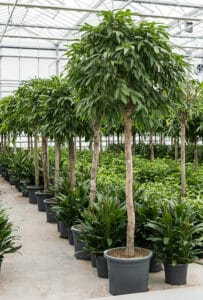 Törzses szobanövényeknövények